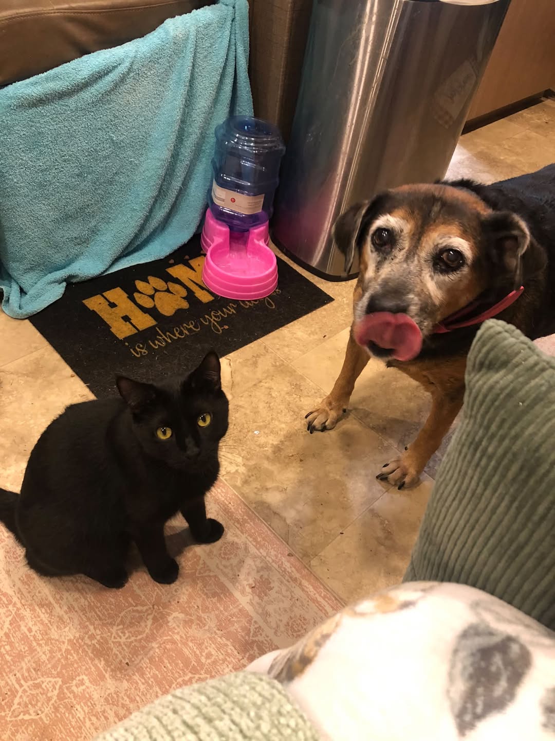 Lost Cat in Tucson