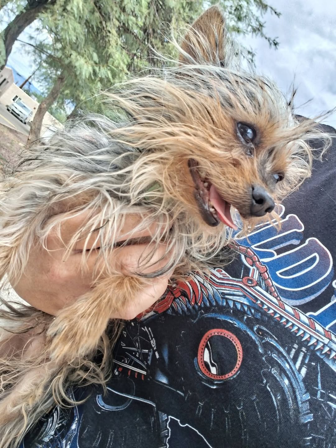 Lost Dog in Tucson