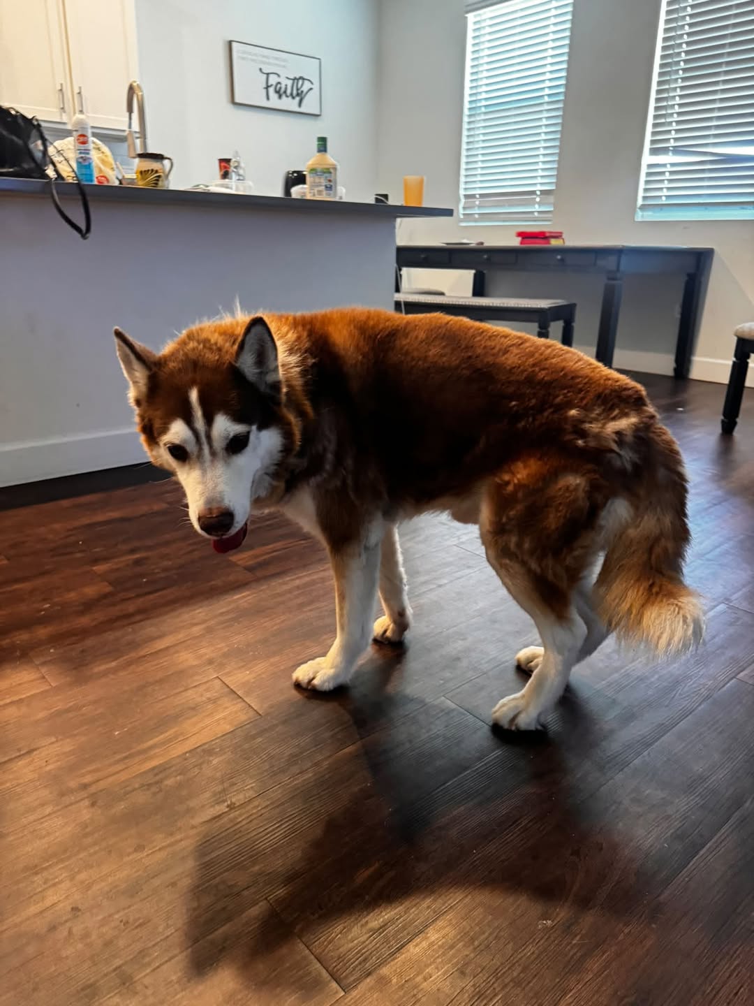 Lost Dog in Tucson