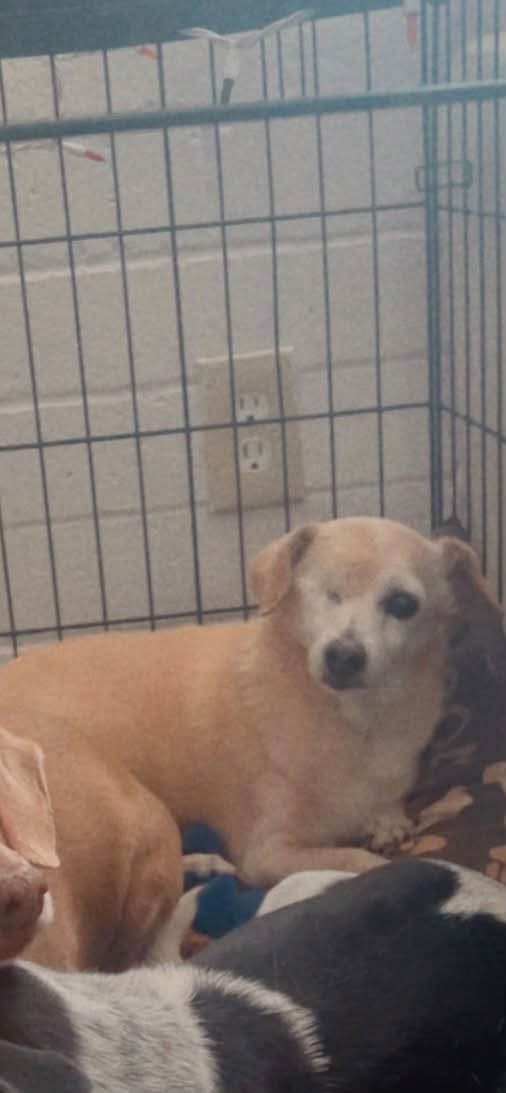 Lost Dog in Tucson