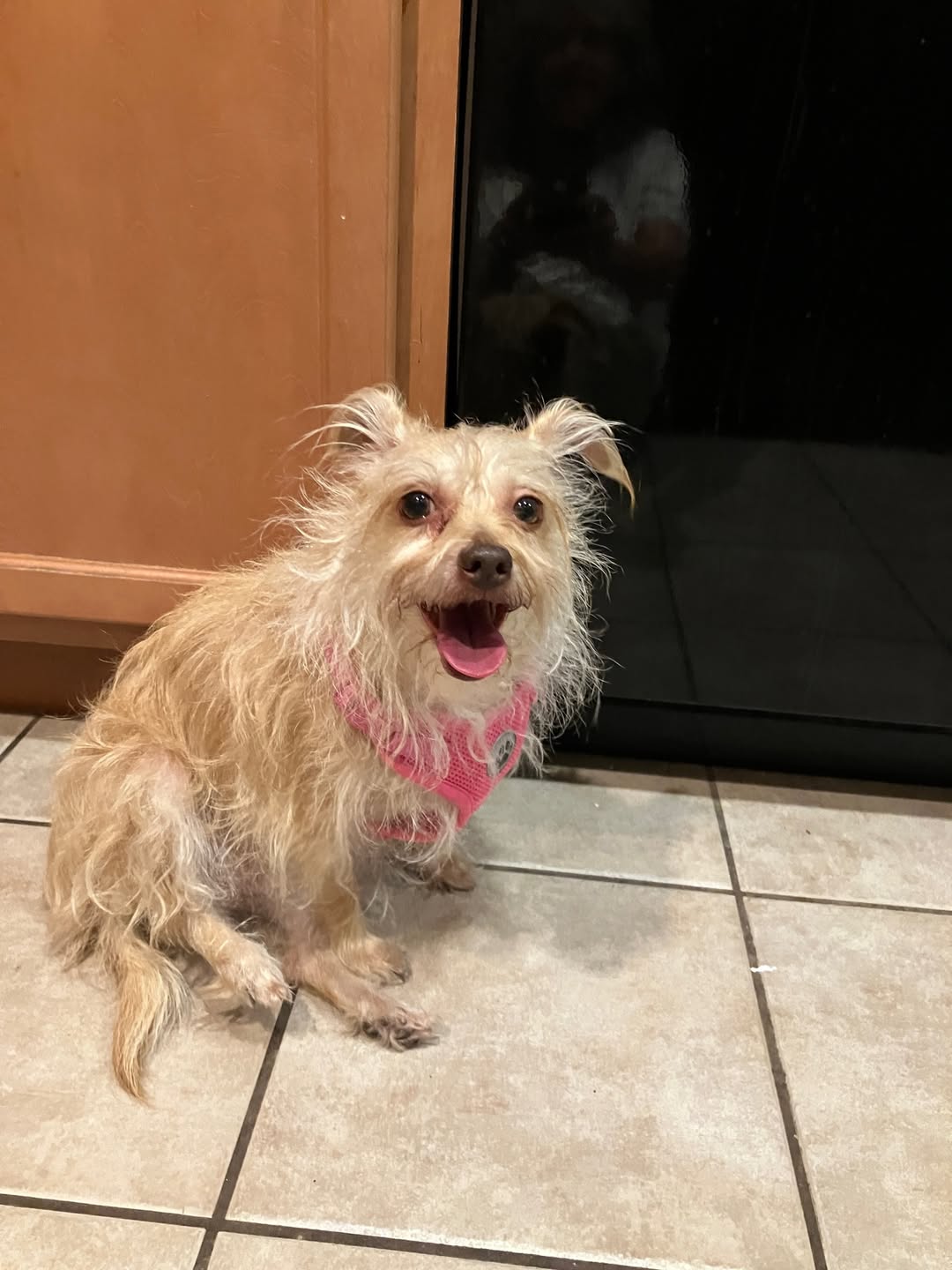 Lost Dog in Drexel And Nightbloom Way
