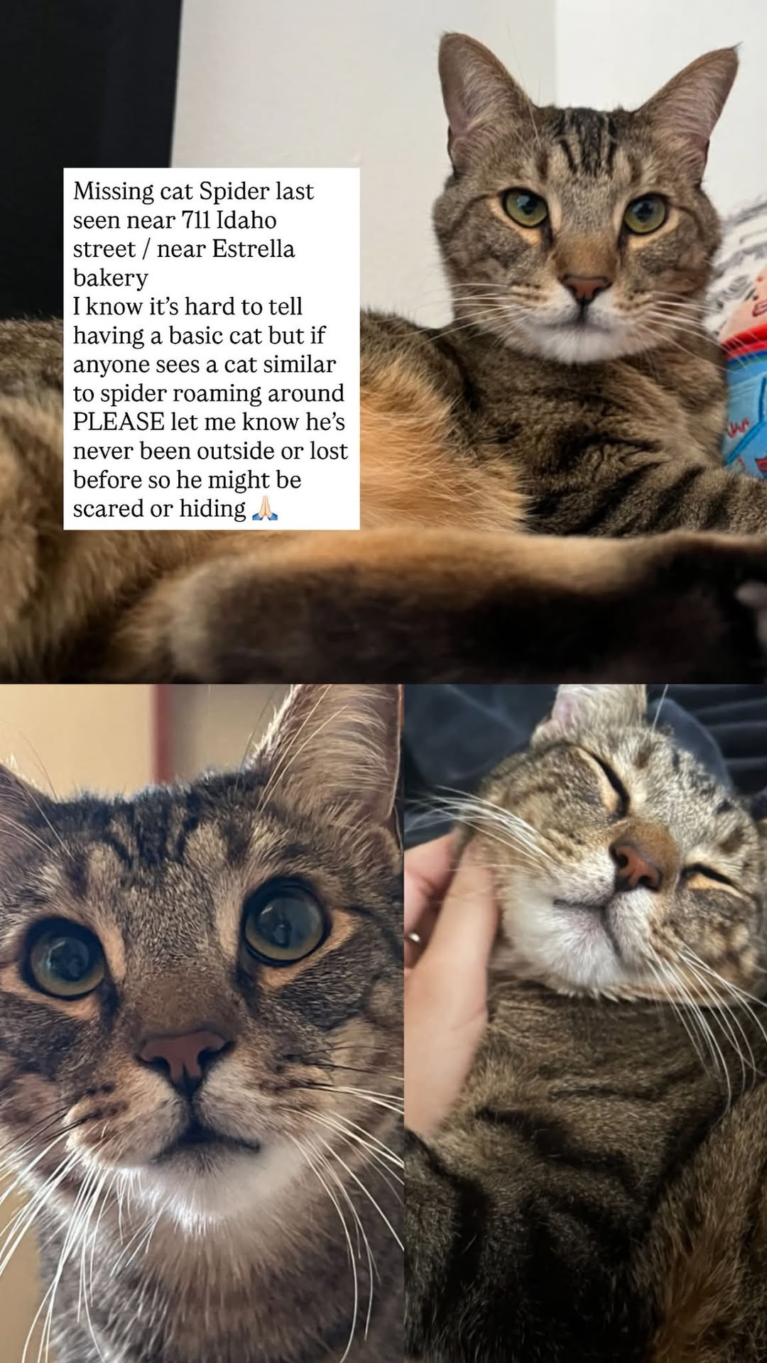 Lost Cat in Tucson