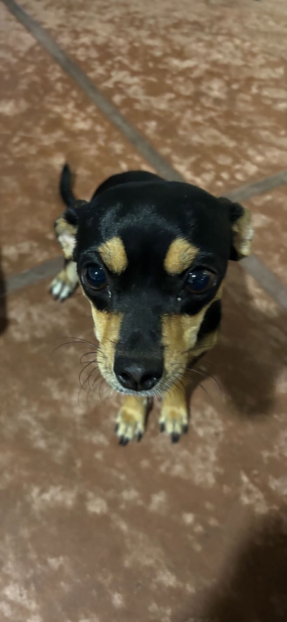 Found dog