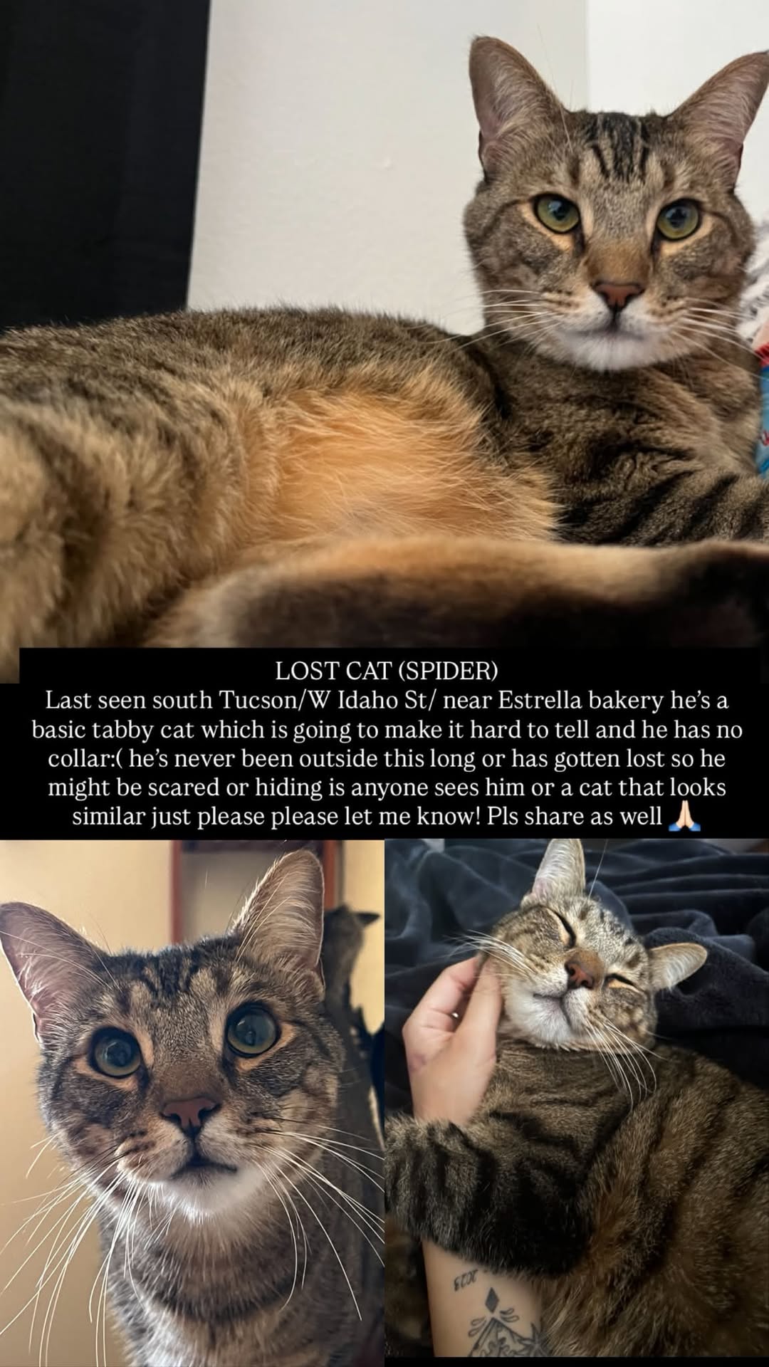 Lost Cat in South Tucson