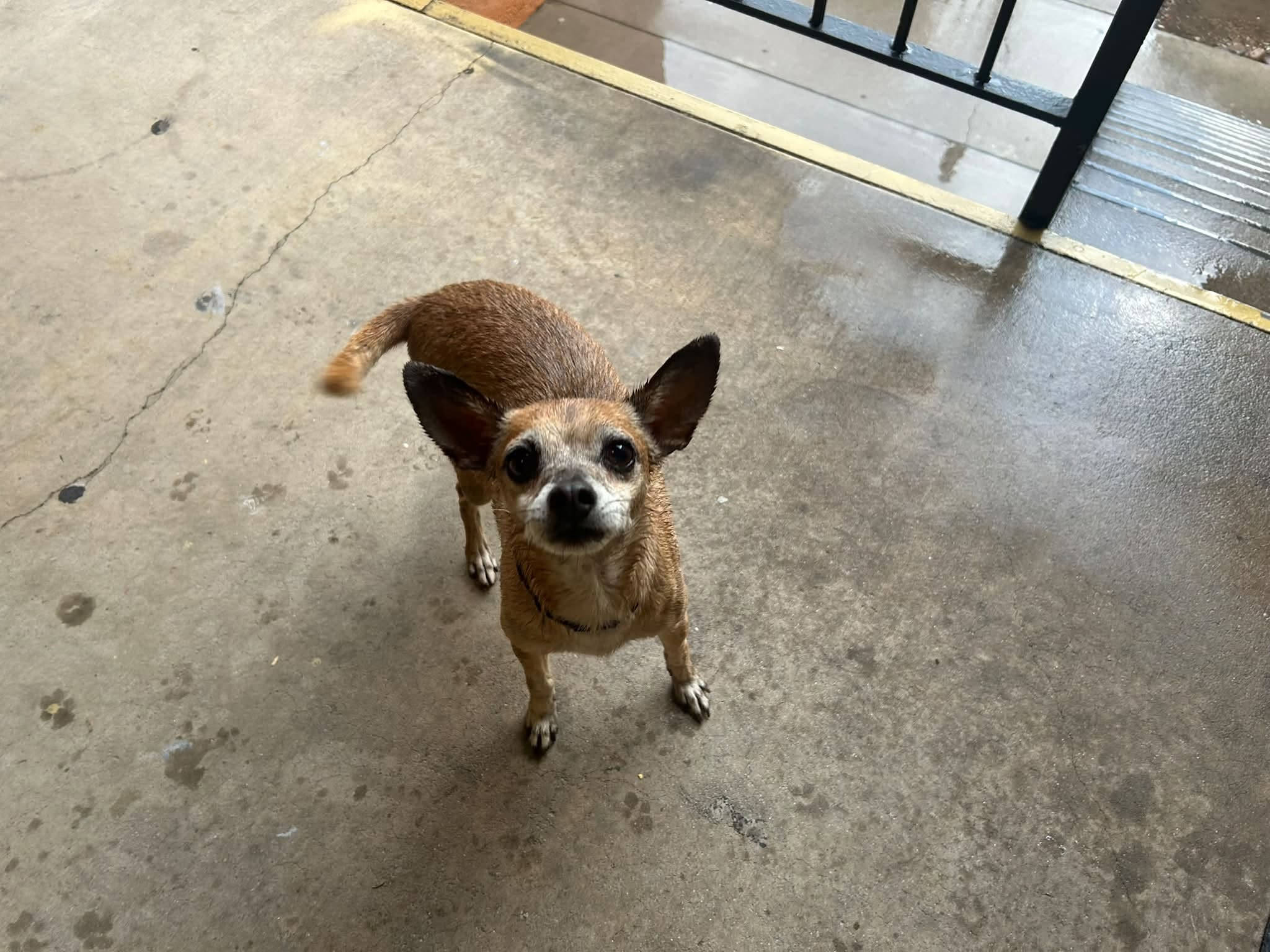 Found dog