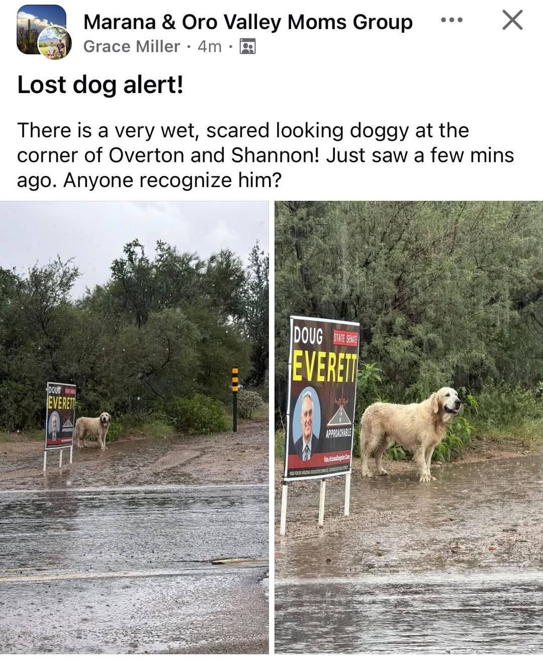 Found dog
