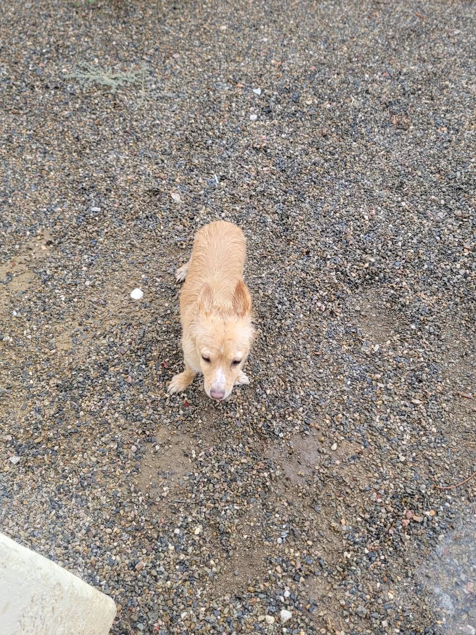 Found dog