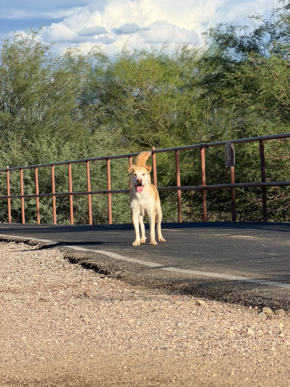 Found dog