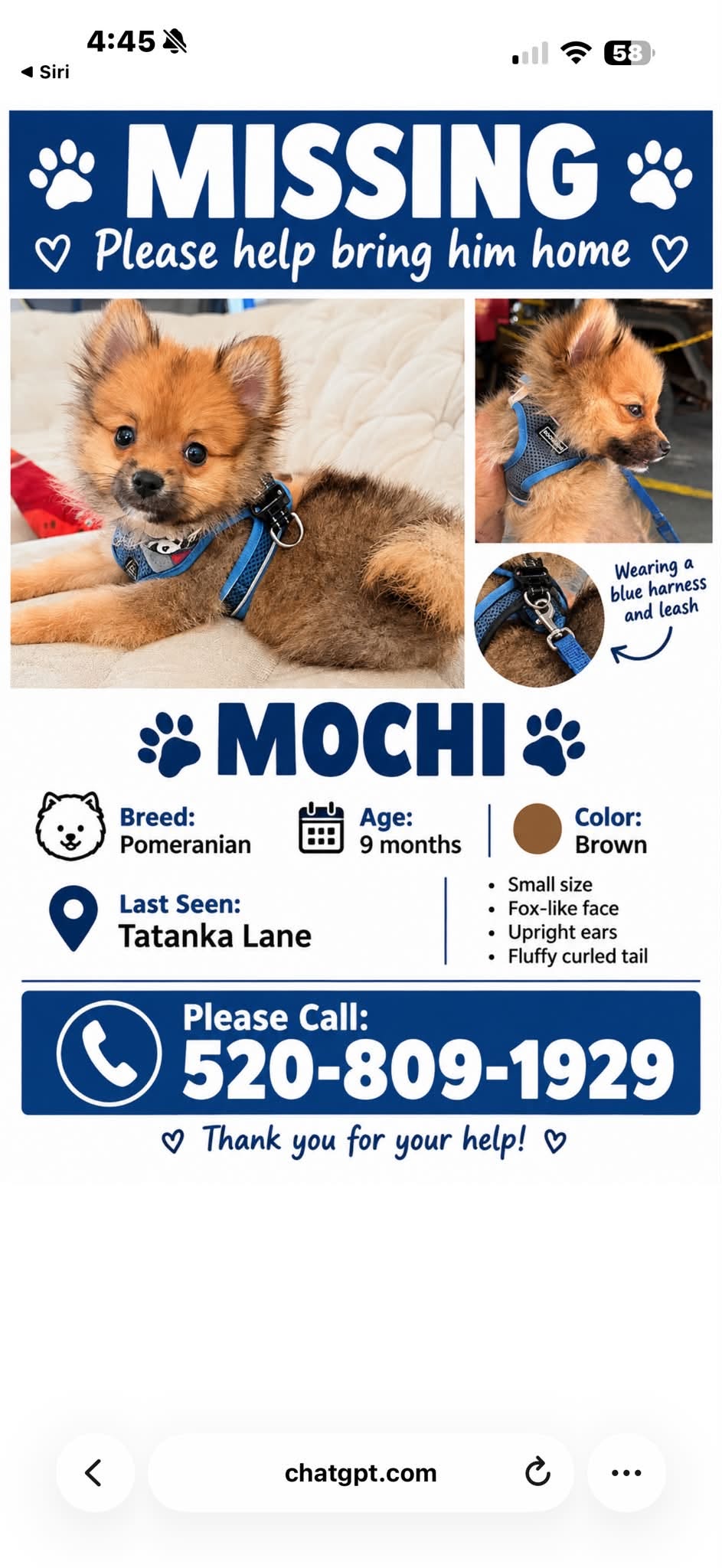 Lost Dog in Sahuarita
