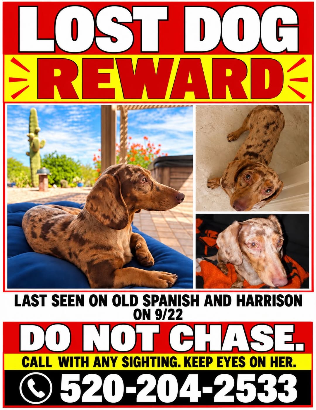 Lost Dog in Old Spanish Trail & Harrison