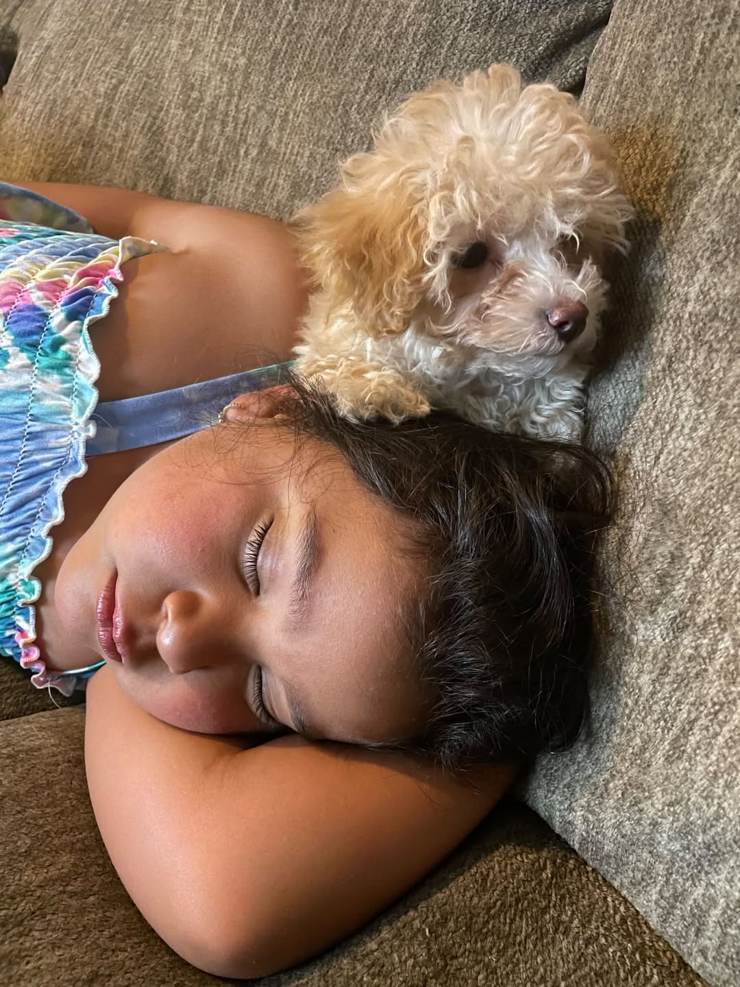 Lost dog