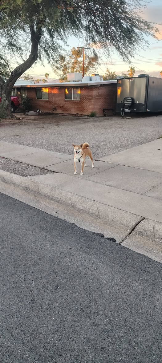 Found dog