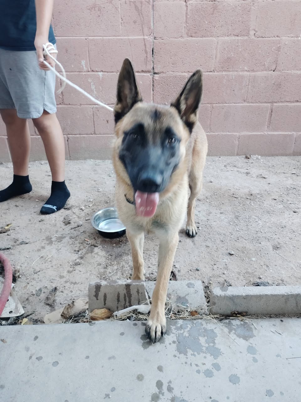 Found dog