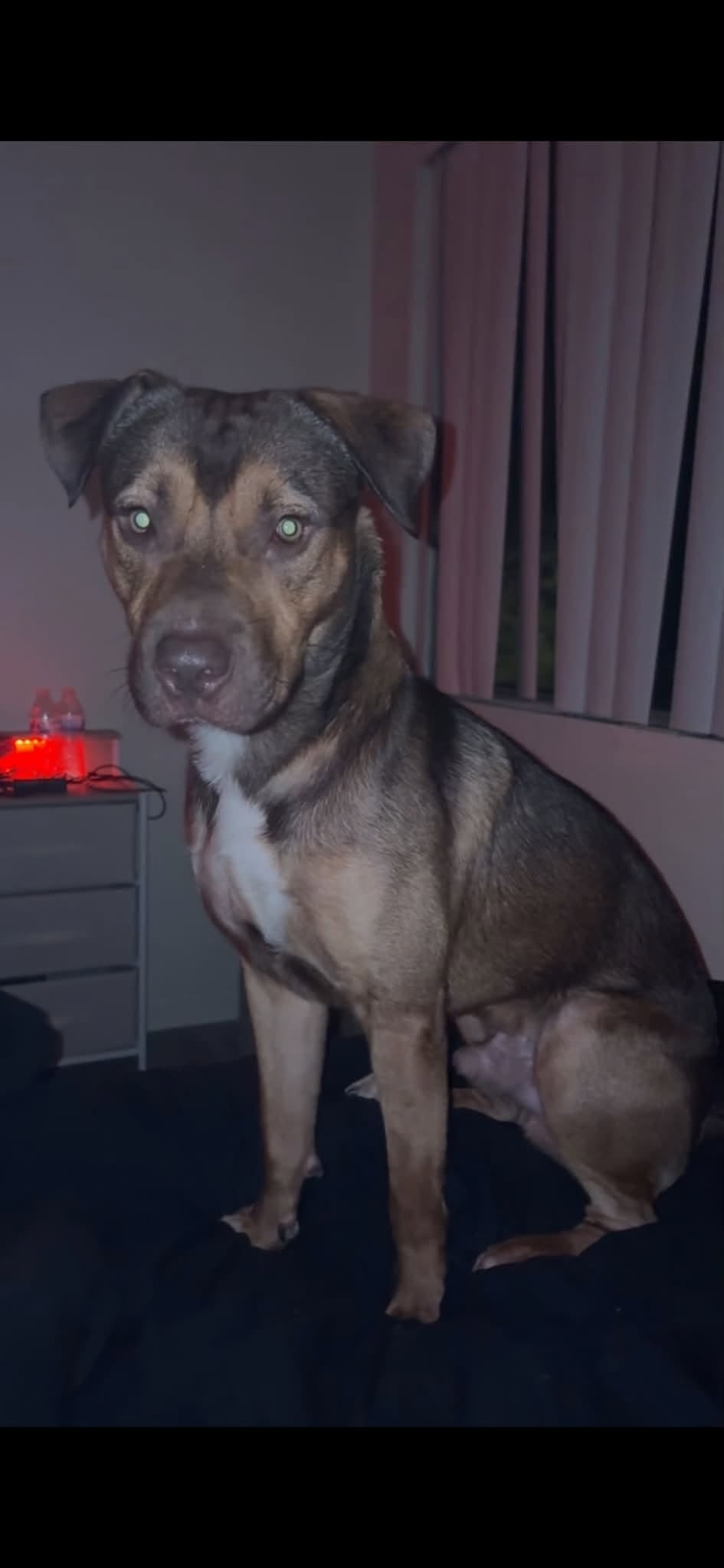 Found dog