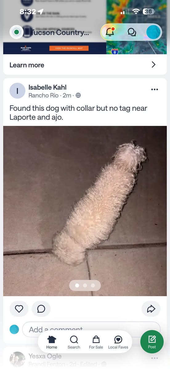 Found dog