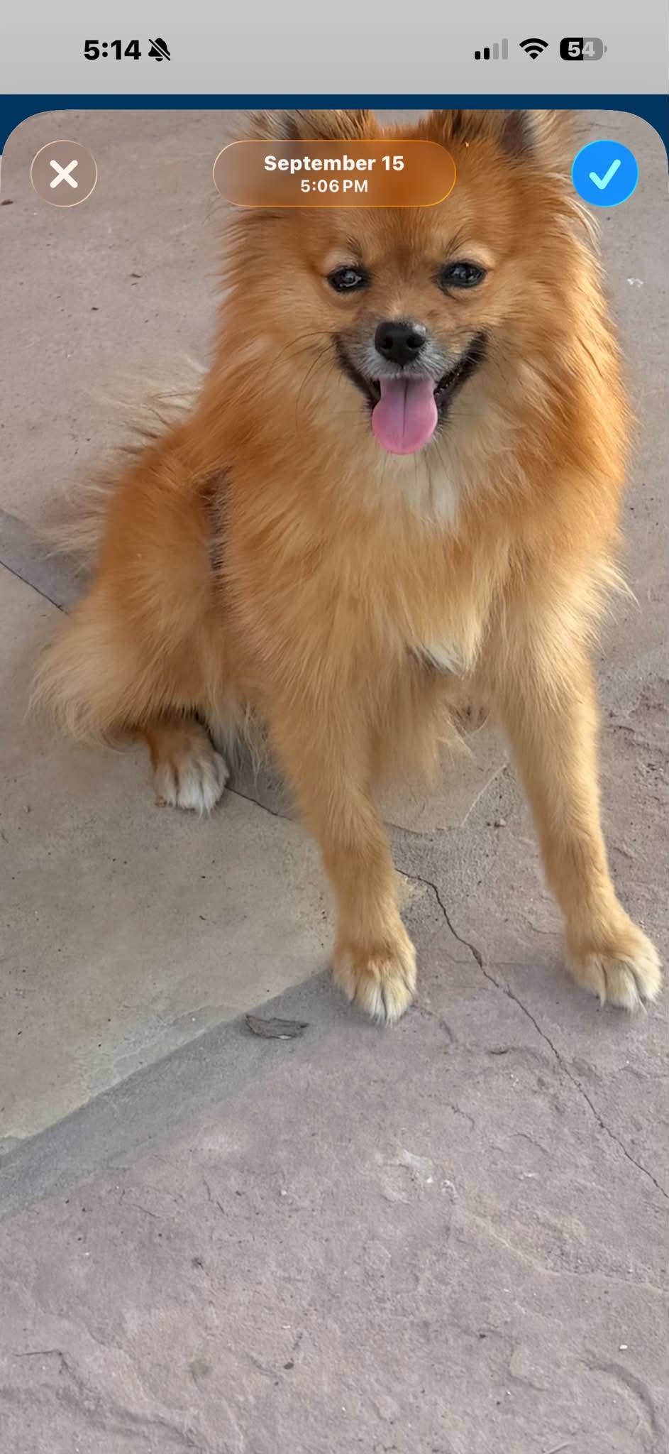 Lost dog