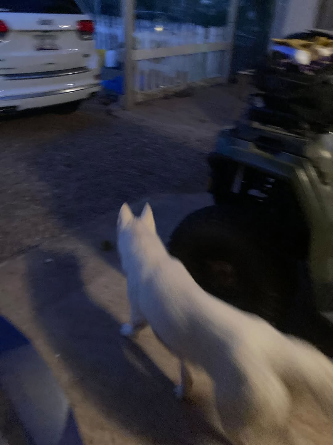 Found dog