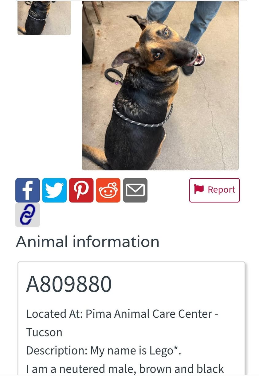 Found dog