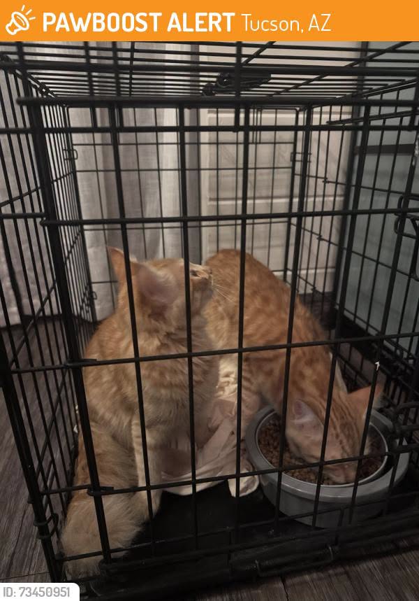 Found cat