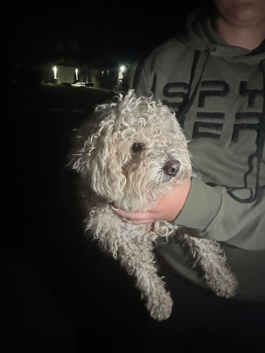 Found dog
