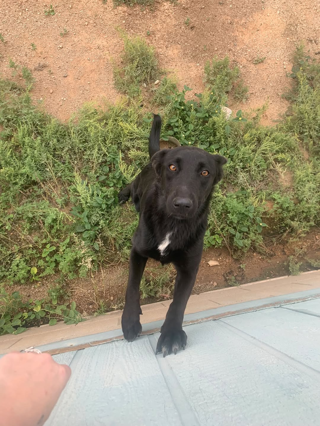 Found dog