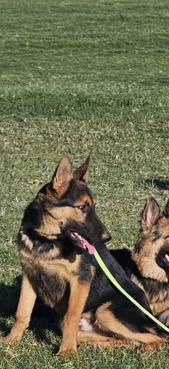 Lost dog