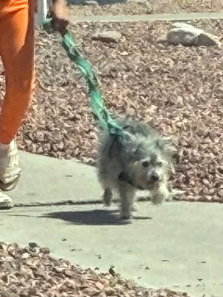 Found dog