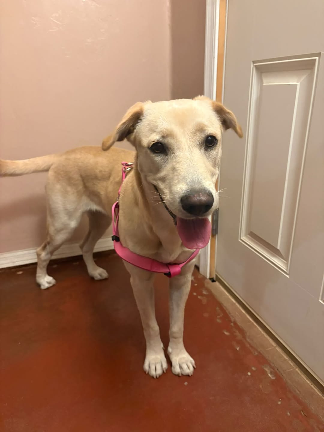 Found dog