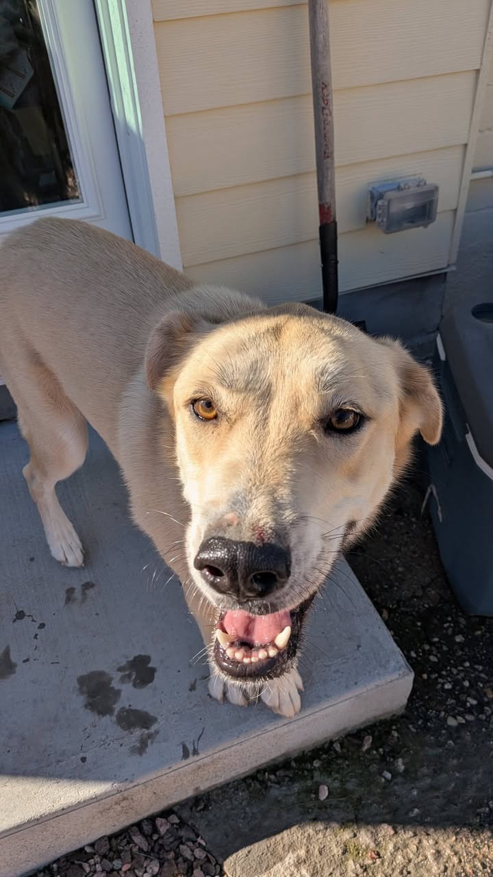Found dog