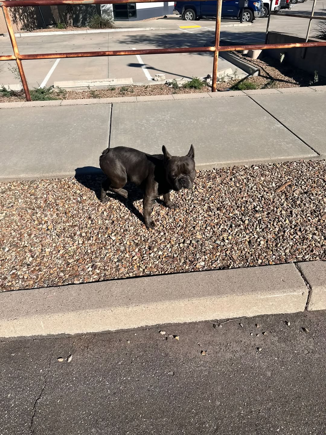 Found dog