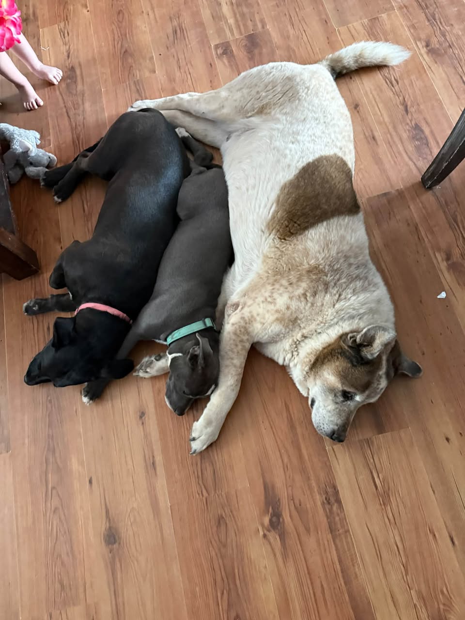 Lost dog
