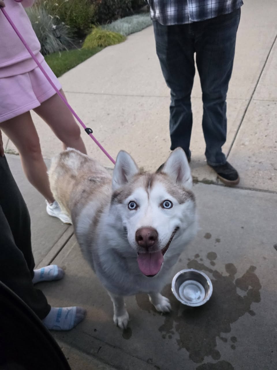 Found dog