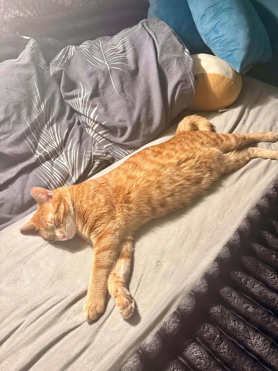 Lost Cat in Hunt Club