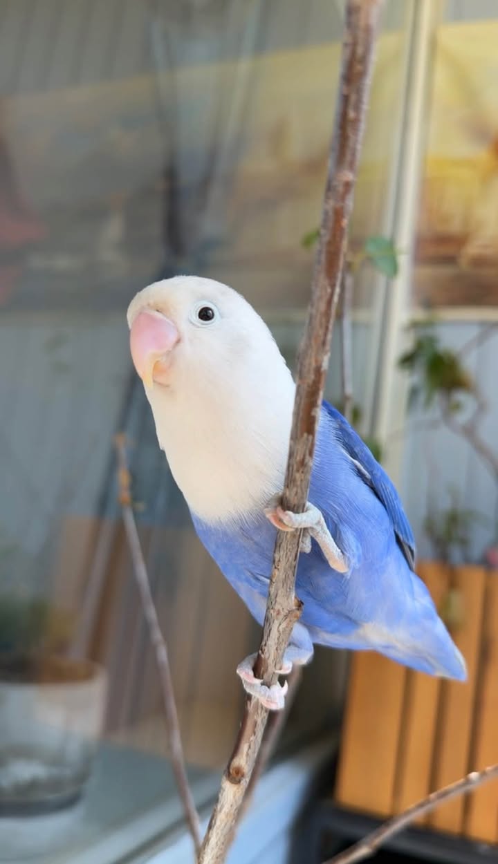 Found bird