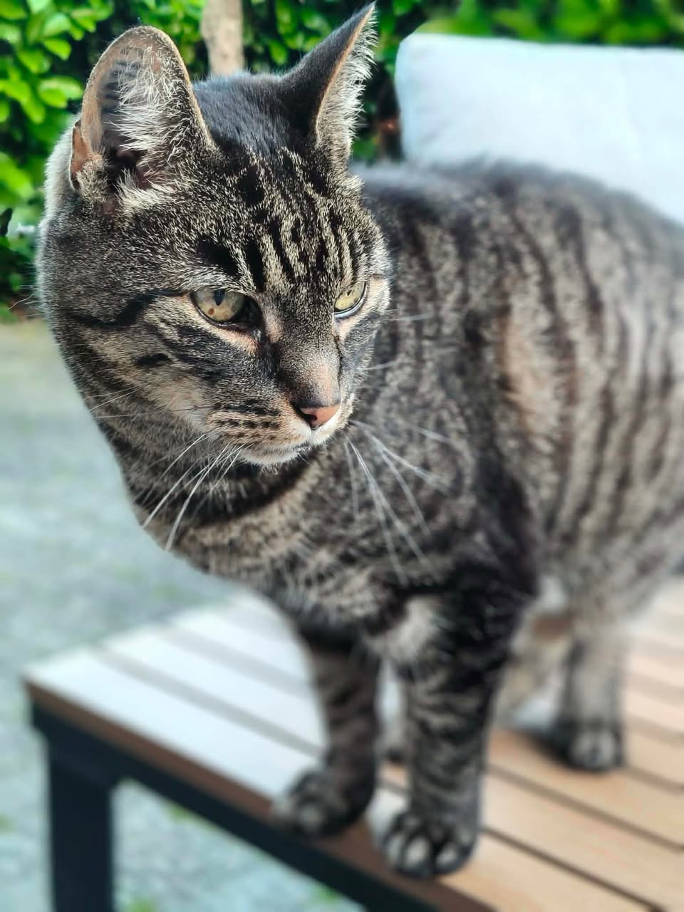 Lost cat