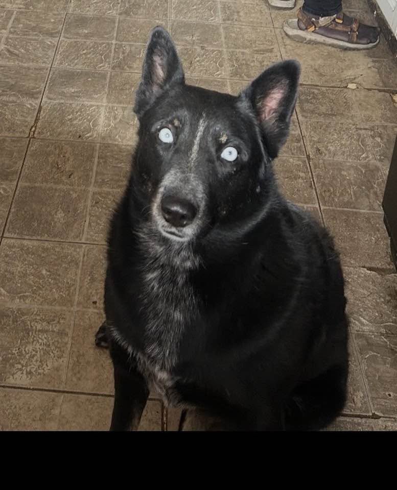 Lost Dog in Tucson