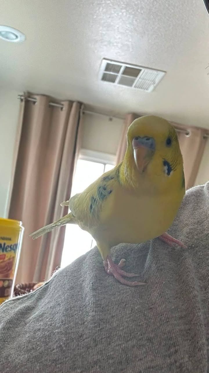 Found budgie