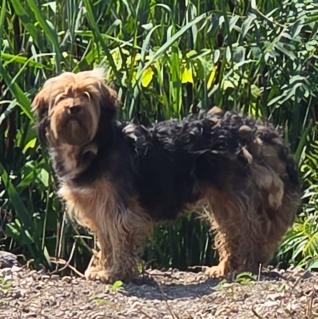 Found dog