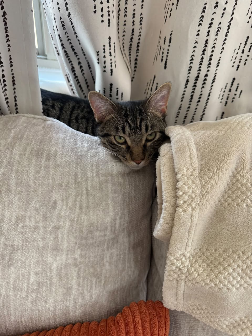 Lost Cat in Tucson