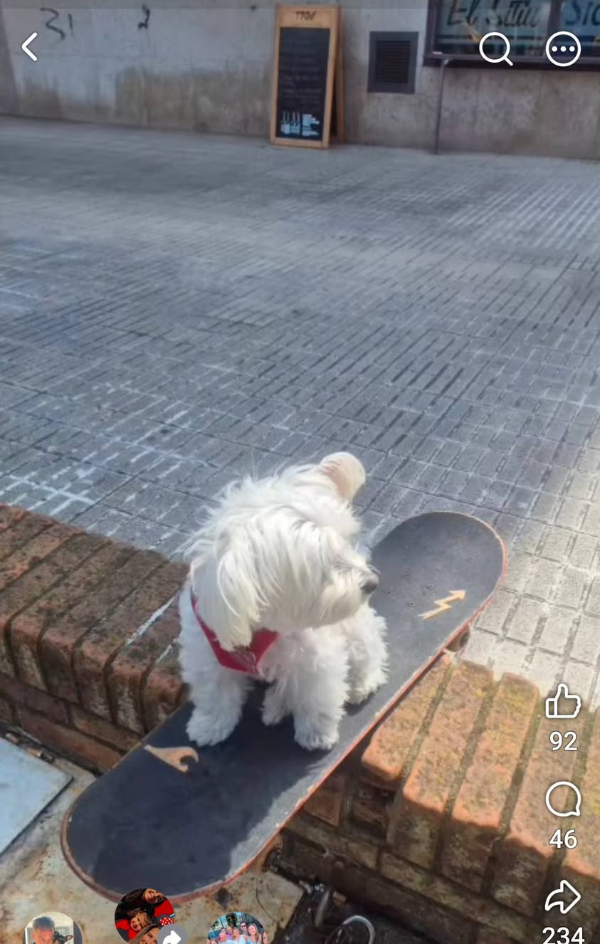 Lost dog
