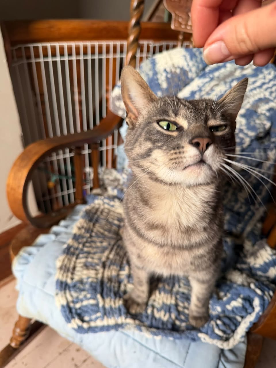 Lost cat