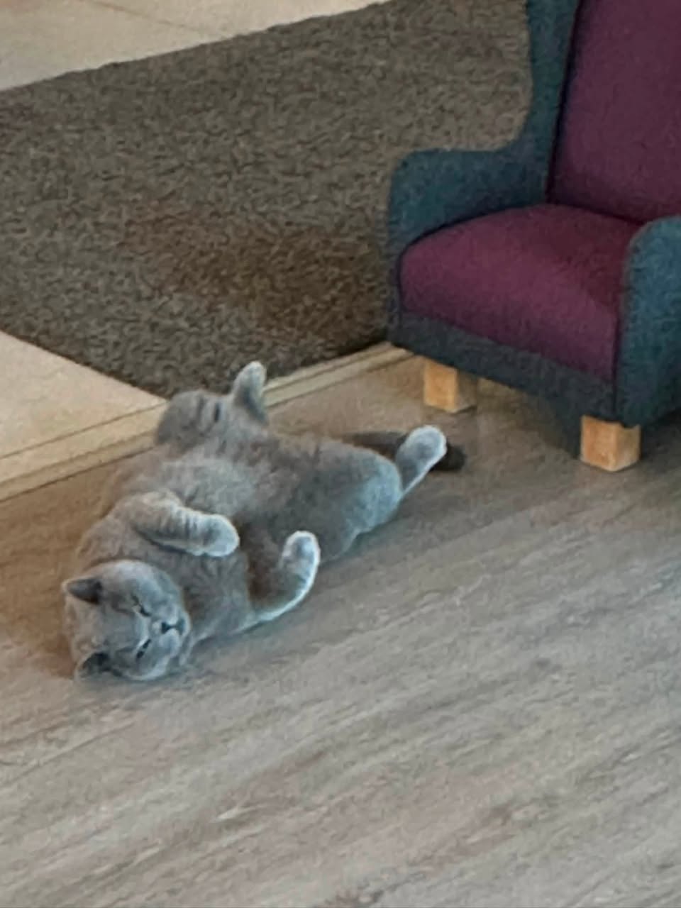 Lost Cat in Roskilde