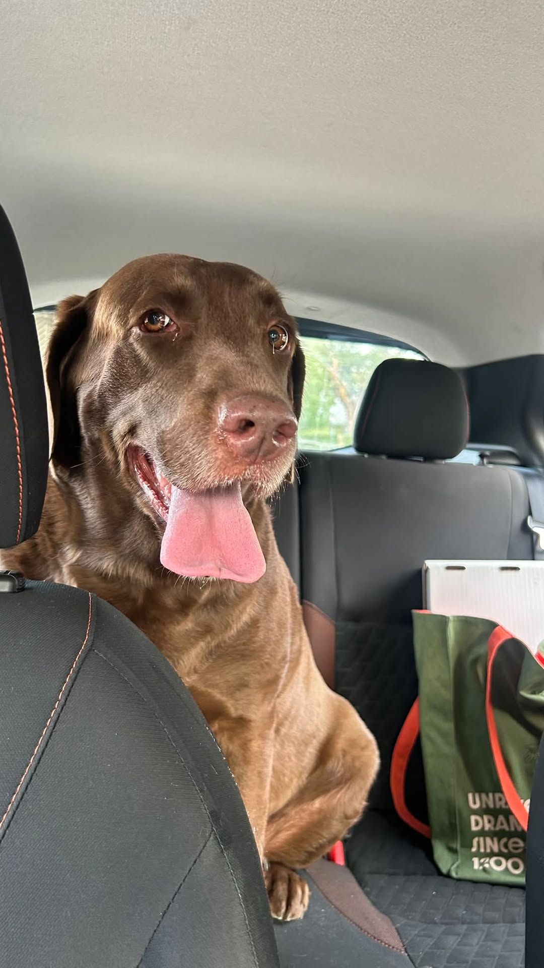 Found dog