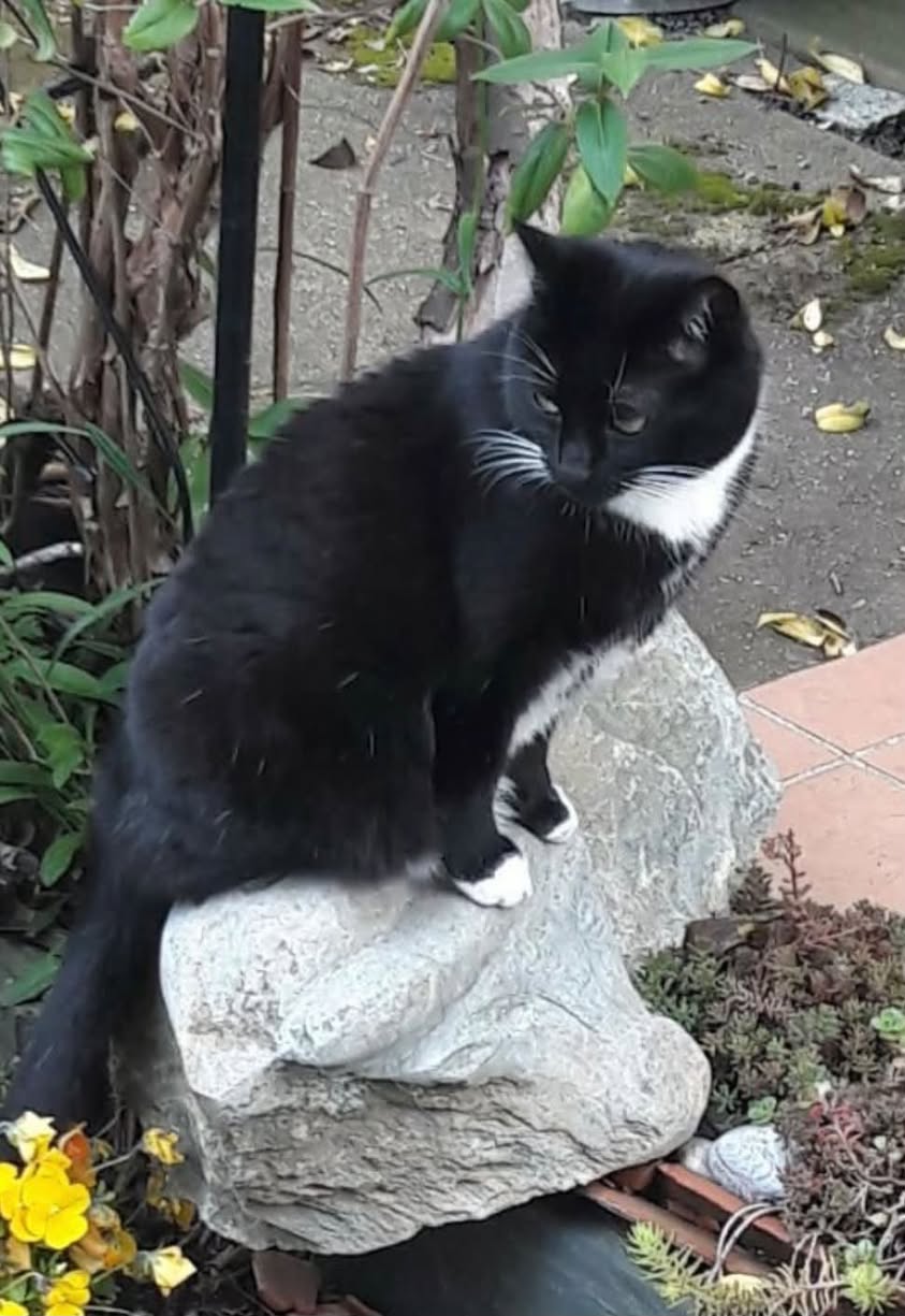 Found cat