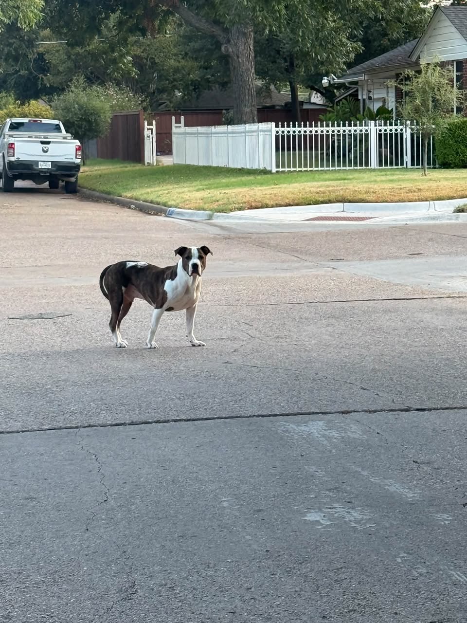 Found dog