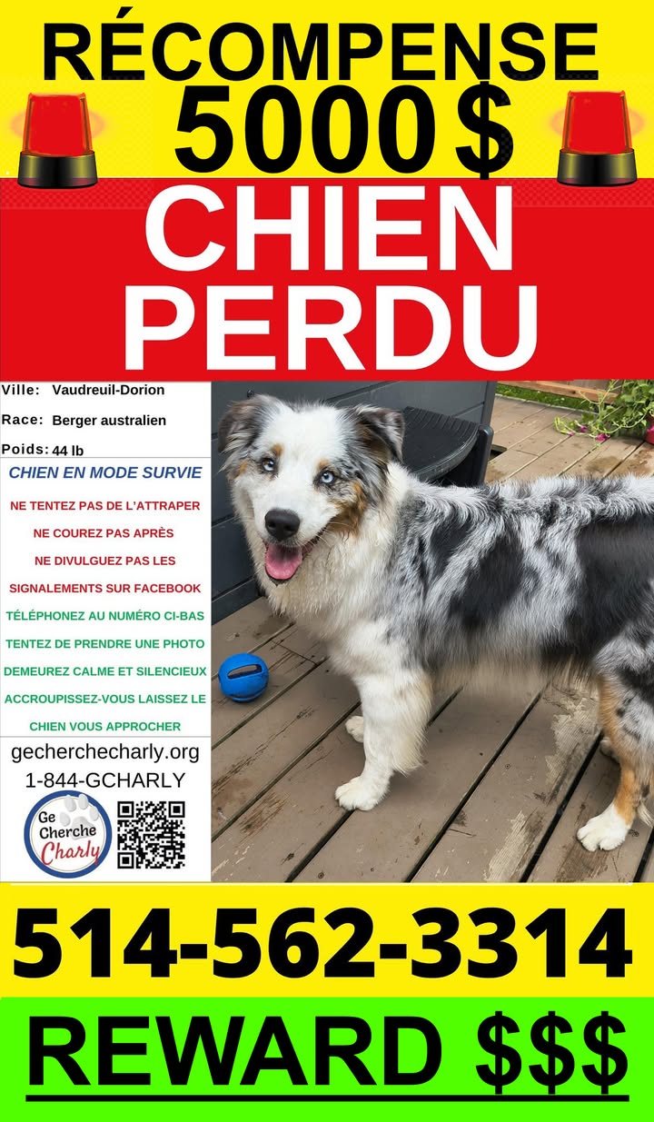 Lost dog