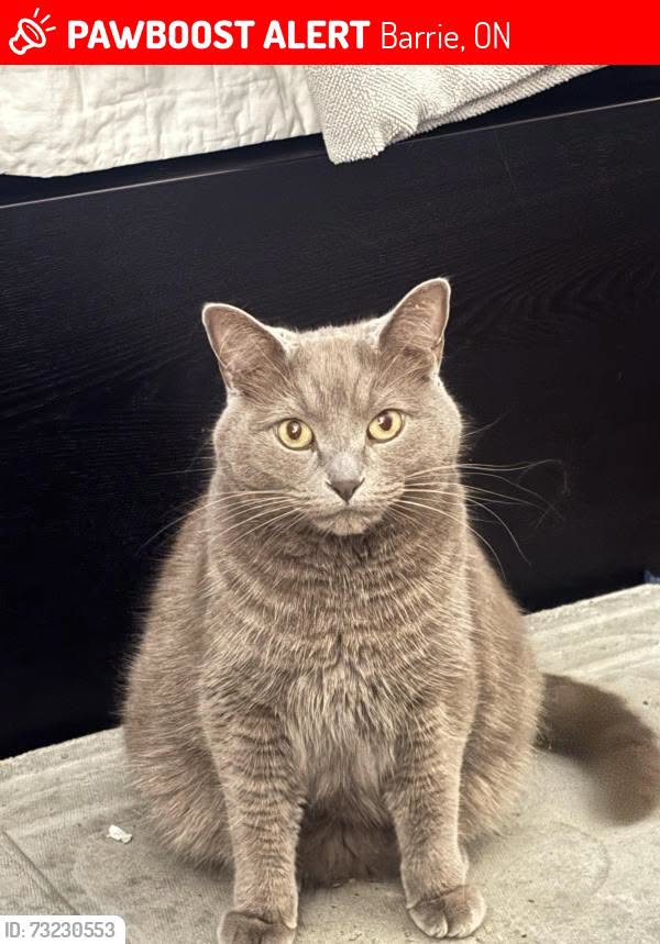 Lost cat