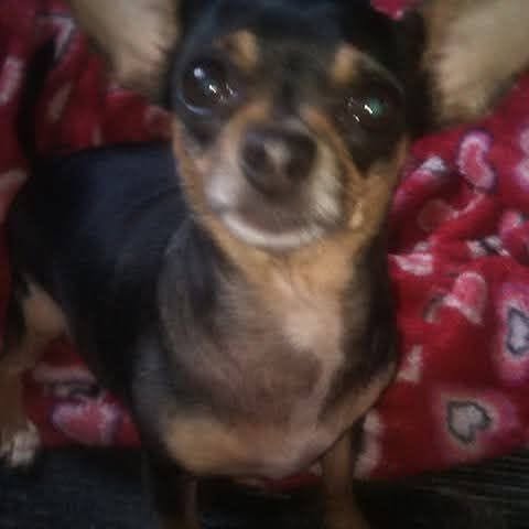 Lost dog