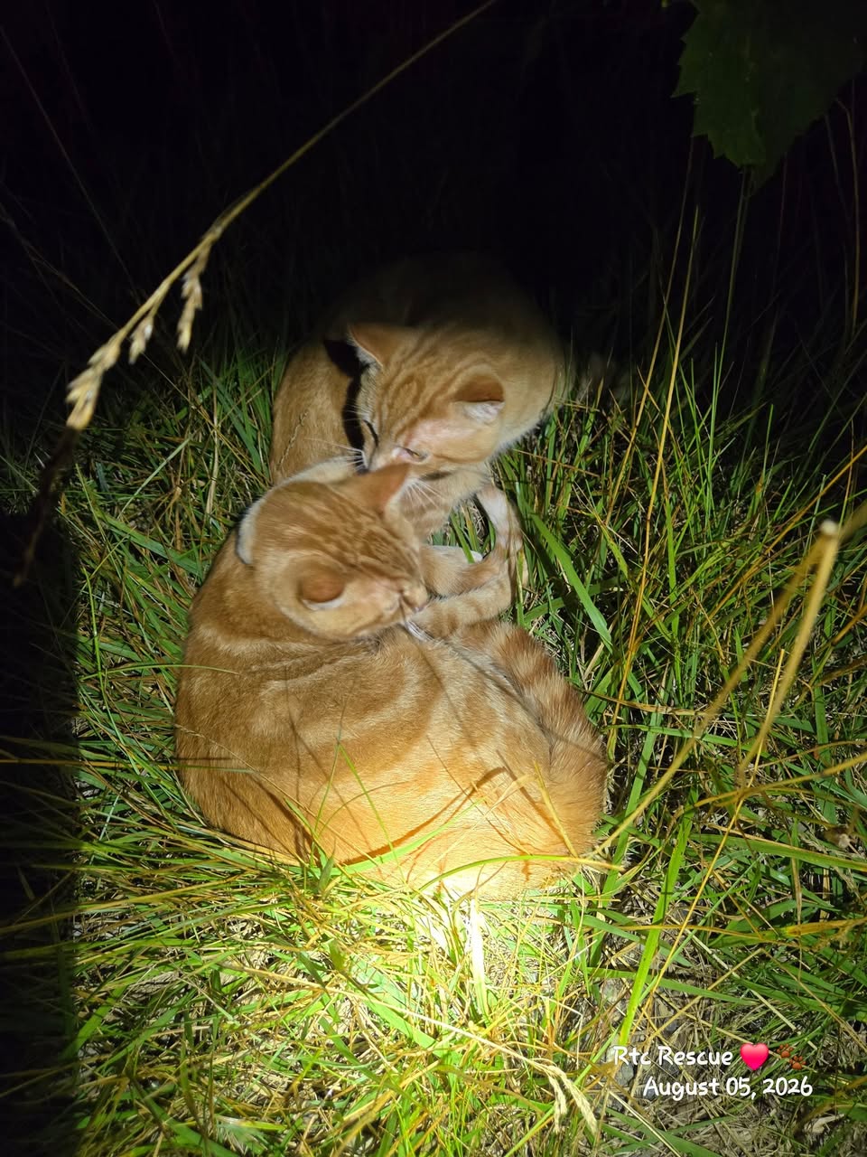 Found cat