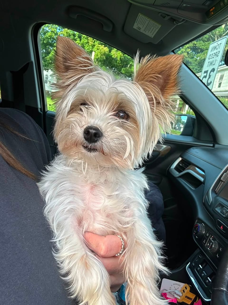 Found dog